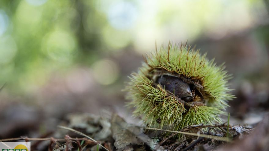 Archivo - Erizo de castaña en la Sierra de Huelva.