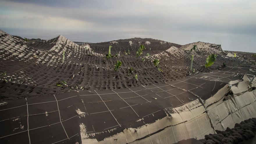 Cultivos de plataneras repletos de ceniza del volcán de La Palma