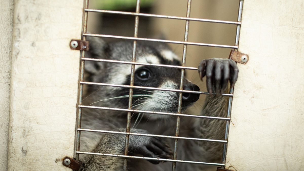 Un estudio en Estados Unidos confirma cambios medibles en su anatomía