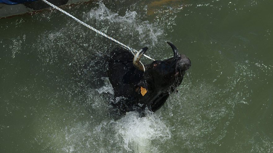 Bous al mar en Dénia. / AnimaNaturalis
