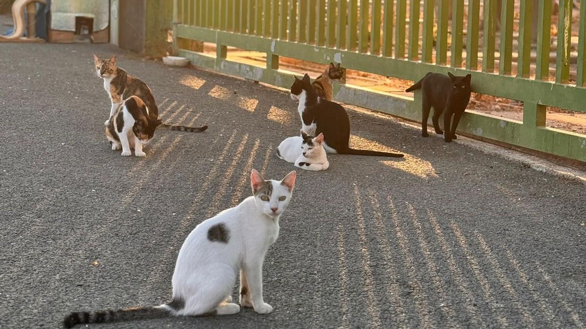 Algunos de los gatos de la colonia del circuito urbano de Formula 1 de València.