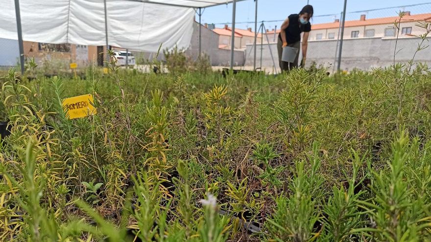 Global Nature culmina un proyecto en Villacañas para la producción de plantas beneficiosas para la agricultura y la biodiversidad