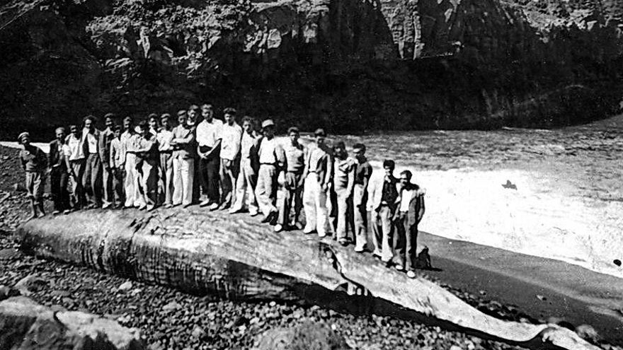Ballena en Fuencaliente. Archivo Luis MiMarLo