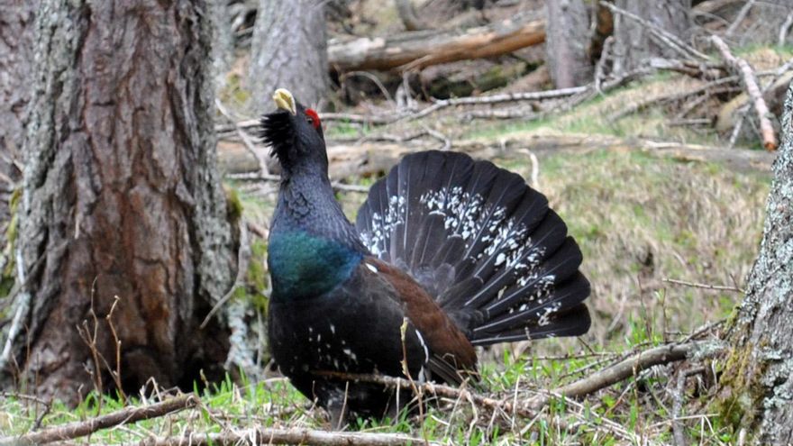 La preservación del urogallo en el Pirineo aragonés enfrenta al Gobierno de Azcón y a los ecologistas