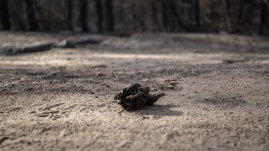 Un pájaro calcinado tras el paso de las llamas en el municipio de San Juan de la Rambla