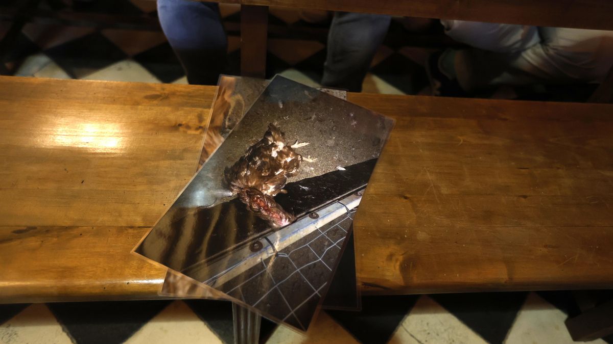 Els regidors de l’oposició van portar al ple fotos de gallines mortes a la macrogranja: denuncien que l’empresa es desfà dels cadàvers enterrant-los allà mateix