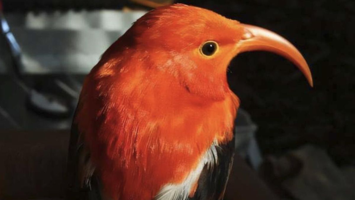 Las aves afrontan más presión al concentrarse en zonas altas