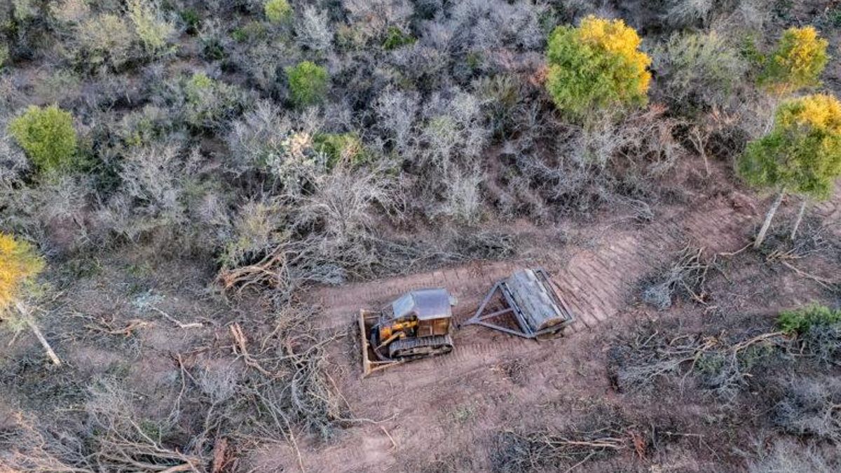 En 2024, la provincia de Chaco modificó su Ordenamiento Territorial de Bosques. Foto: cortesía Martín Katz/Greenpeace Argentina
