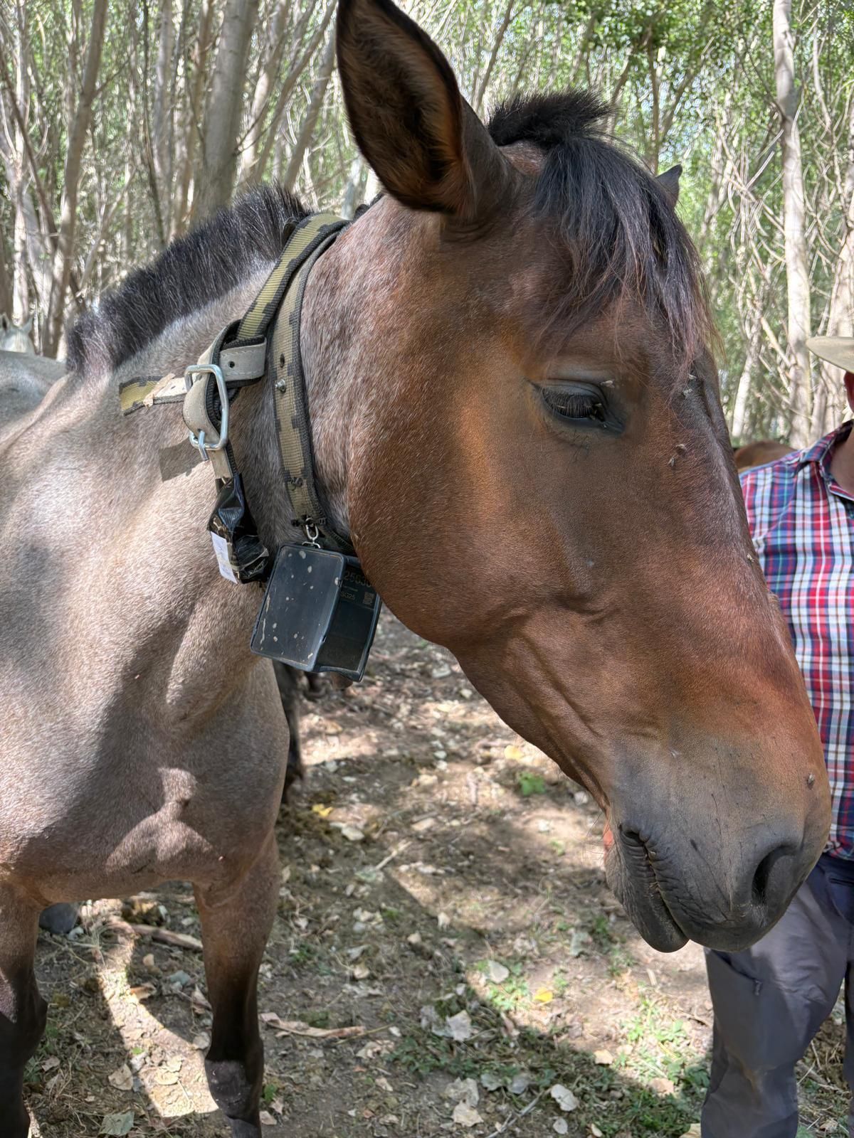 Yegua monitorizada en el Humedal del Cañizar, con collar GPS y acelerómetro.