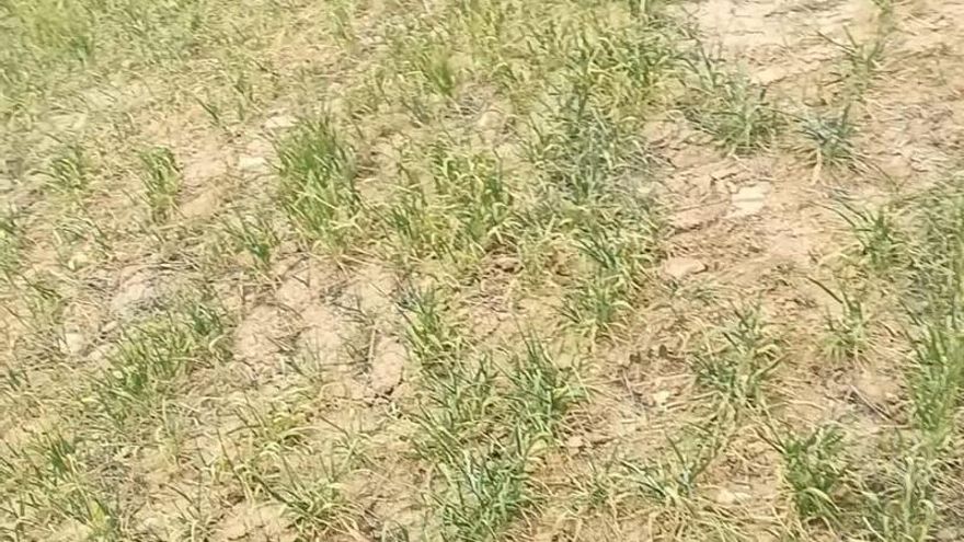 La zona cero de la sequía: el sur de Albacete pide “salvar las plantas” porque las cosechas están perdidas