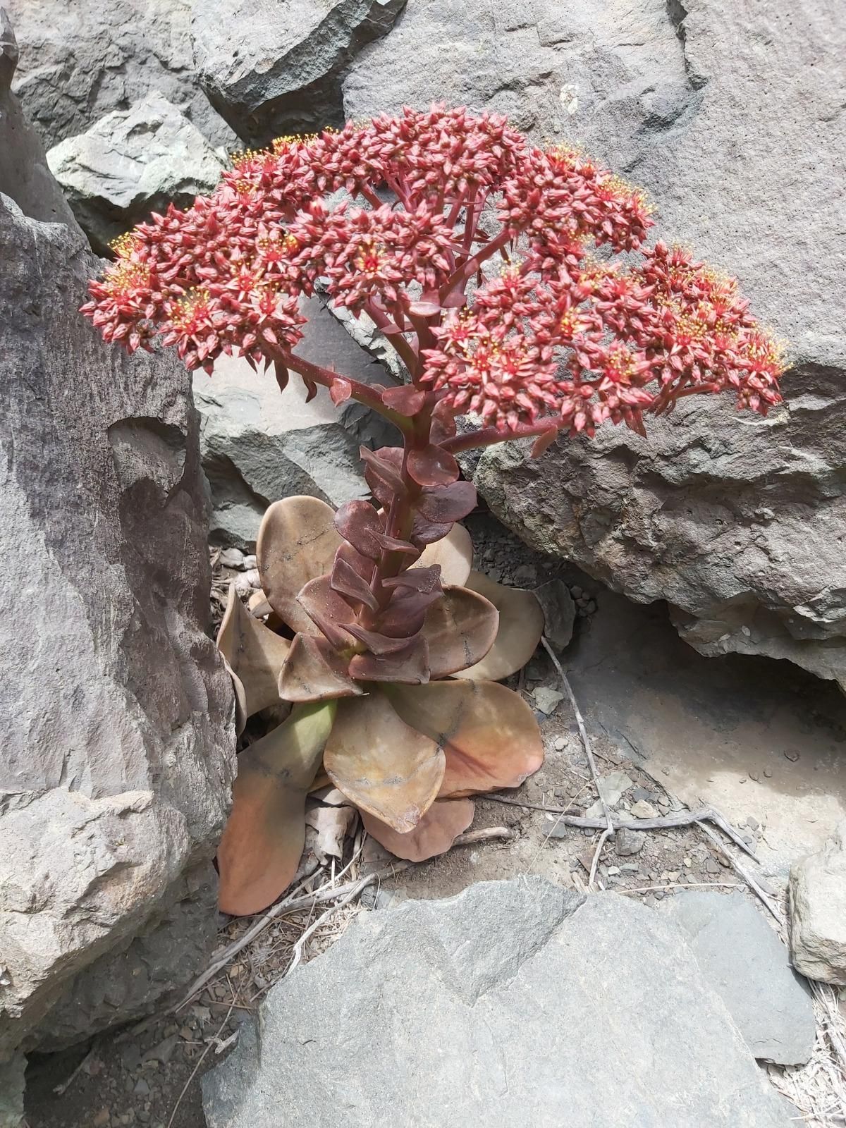 Bejeque Rojo (Aeonium nobile) es endémico de La Palma; tiene la peculiaridad de que una vez florece la planta muere.