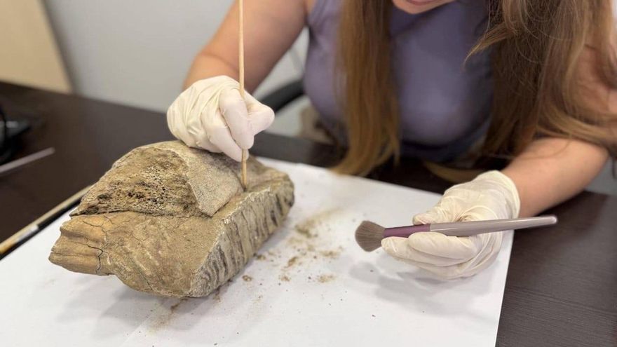 Hallado un diente de mamut en el centro de una de las ciudades más grandes de Rusia