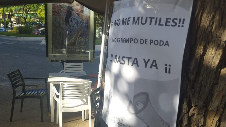 El Ayuntamiento defiende que la poda de árboles se rige por "estrictos criterios técnicos"