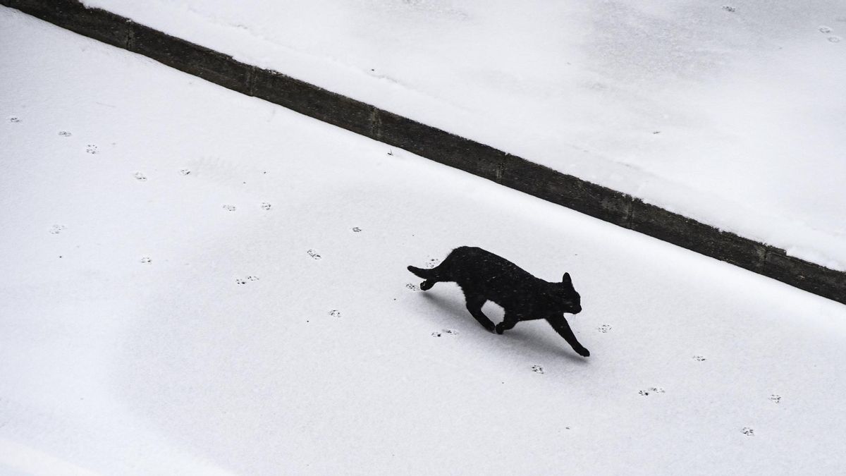 Las protectoras prohíben o limitan la adopción de gatos en Halloween: "Ni negro ni blanco"