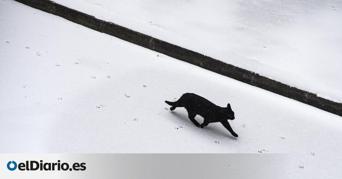 Las protectoras prohíben o limitan la adopción de gatos en Halloween: “Ni negro ni blanco”