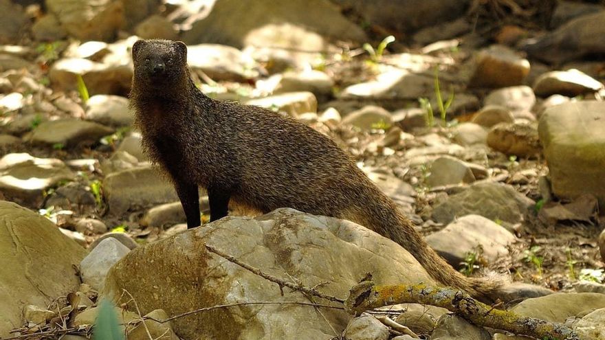 Detectan por primera vez en España tuberculosis en el meloncillo: "Es un hospedador accidental"
