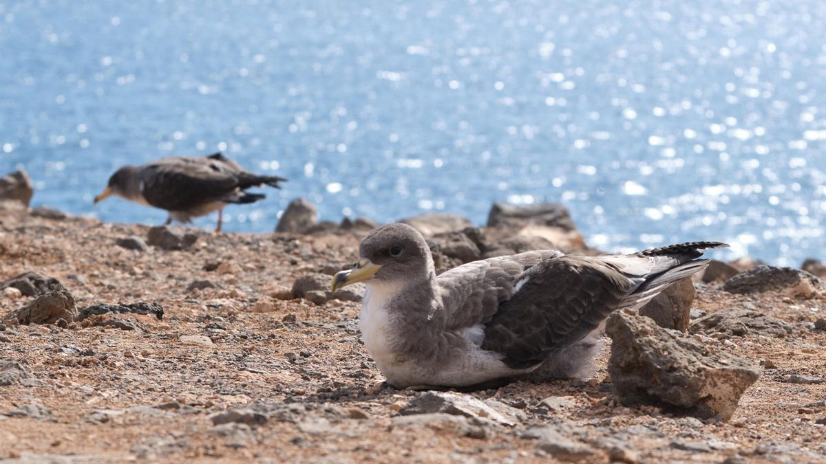 Fuerteventura activa la campaña de rescate de la pardela cenicienta: qué hacer si encuentras una