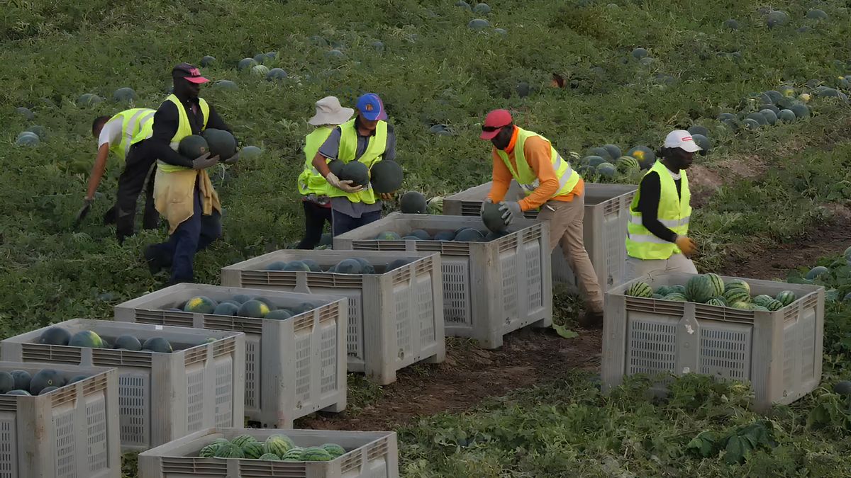 Trabajadores de origen extranjero recogiendo sandía en una explotación agrícola situada en la huerta de Lorca.
