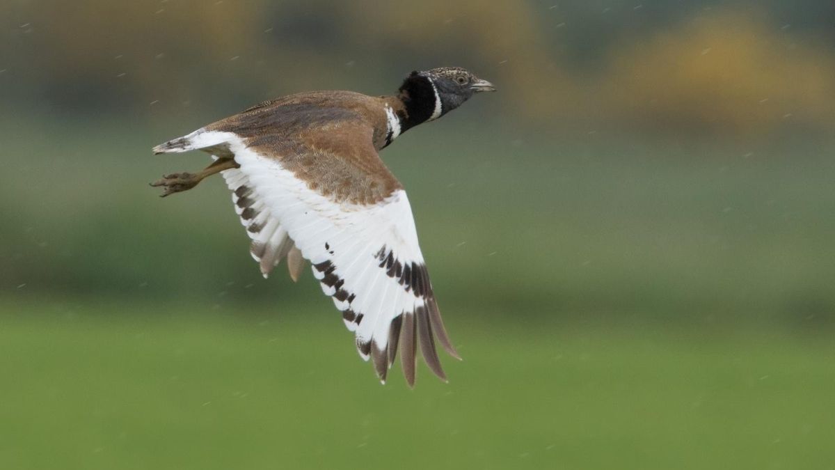 Ornitólogos acusan a la Xunta de negligencia: "El catálogo de especies amenazadas es una lista de extinciones anunciadas"