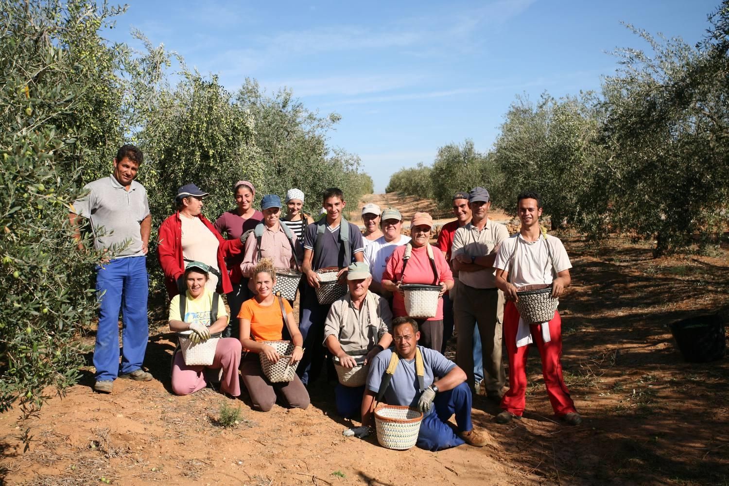 Recogida aceituna 005