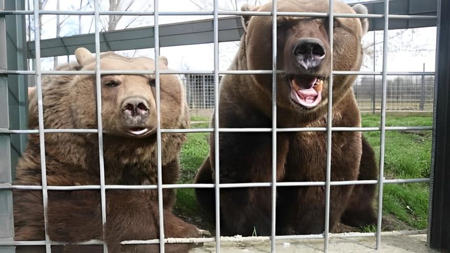 Todo listo para morir en un santuario alemán: León pone fin a 34 años de encierro de dos osos pardos en la ciudad