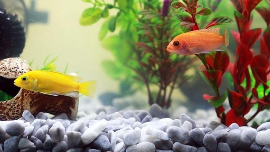 Acuario para principiantes: breve guía para comprar lo imprescindible