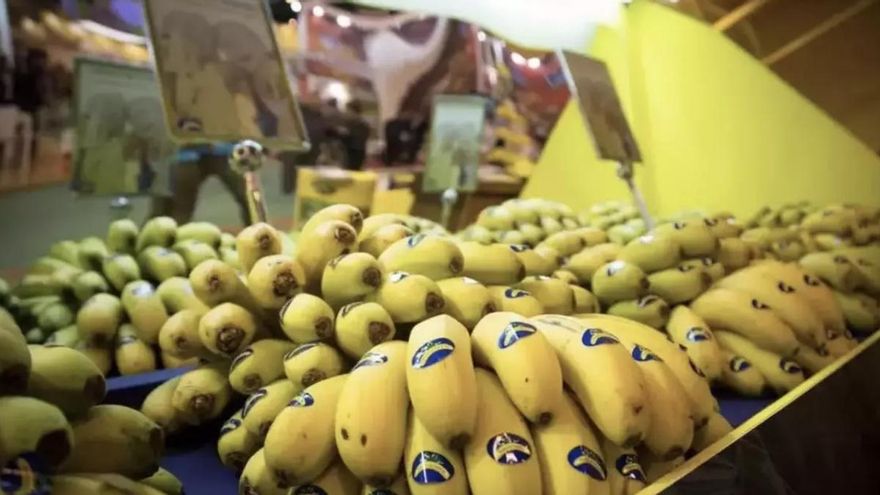 El plátano de Canarias sale del largo túnel de los bajos precios