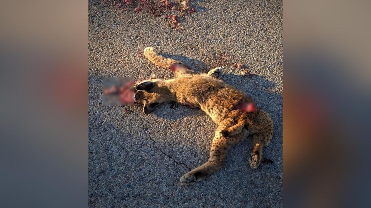 Muere atropellado un lince ibérico en una carretera de Villaescusa de Haro, donde reclaman "medidas urgentes"