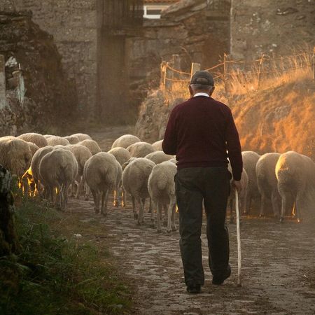 Pastor con sus ovejas
