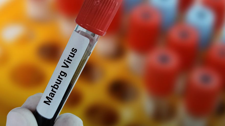 Qué es el virus de Marburgo y cómo se transmite