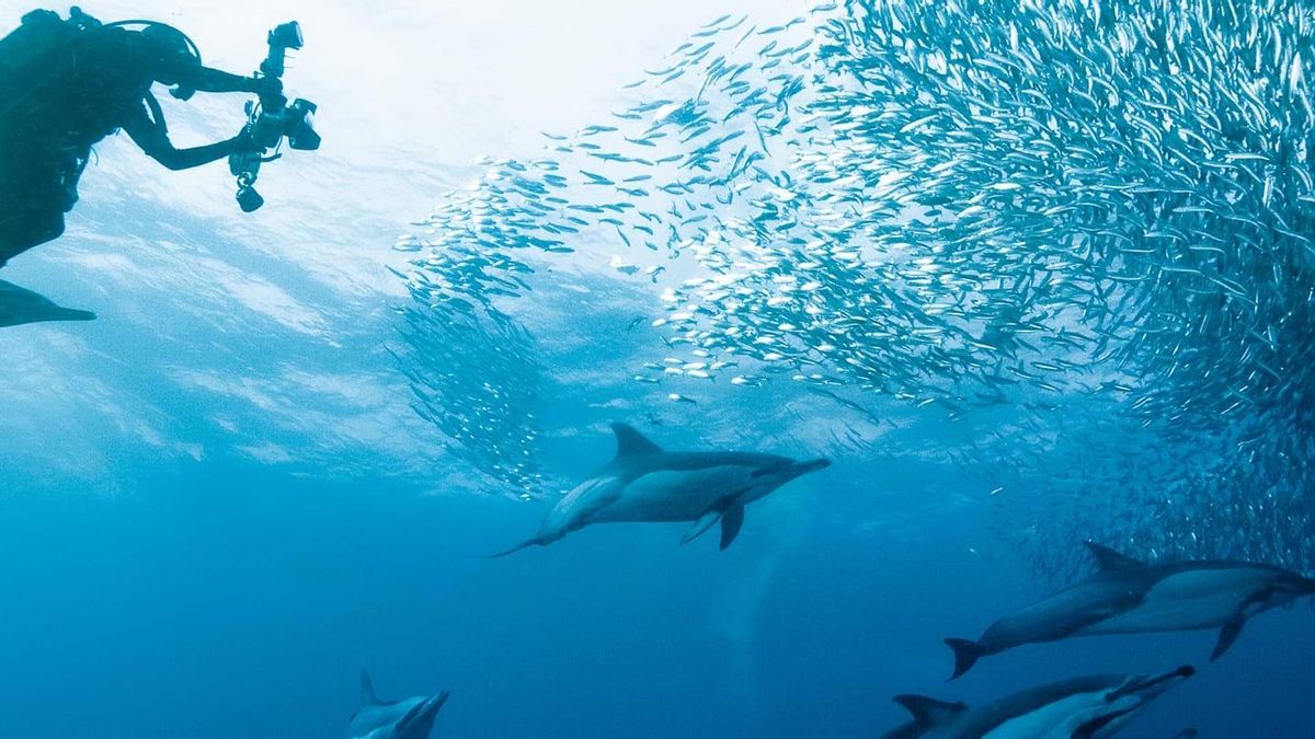 De la familia de las sardinas, estos peces viajan en bancos de 15 kilómetros de largo y realizan una de las mayores migraciones del mundo marino