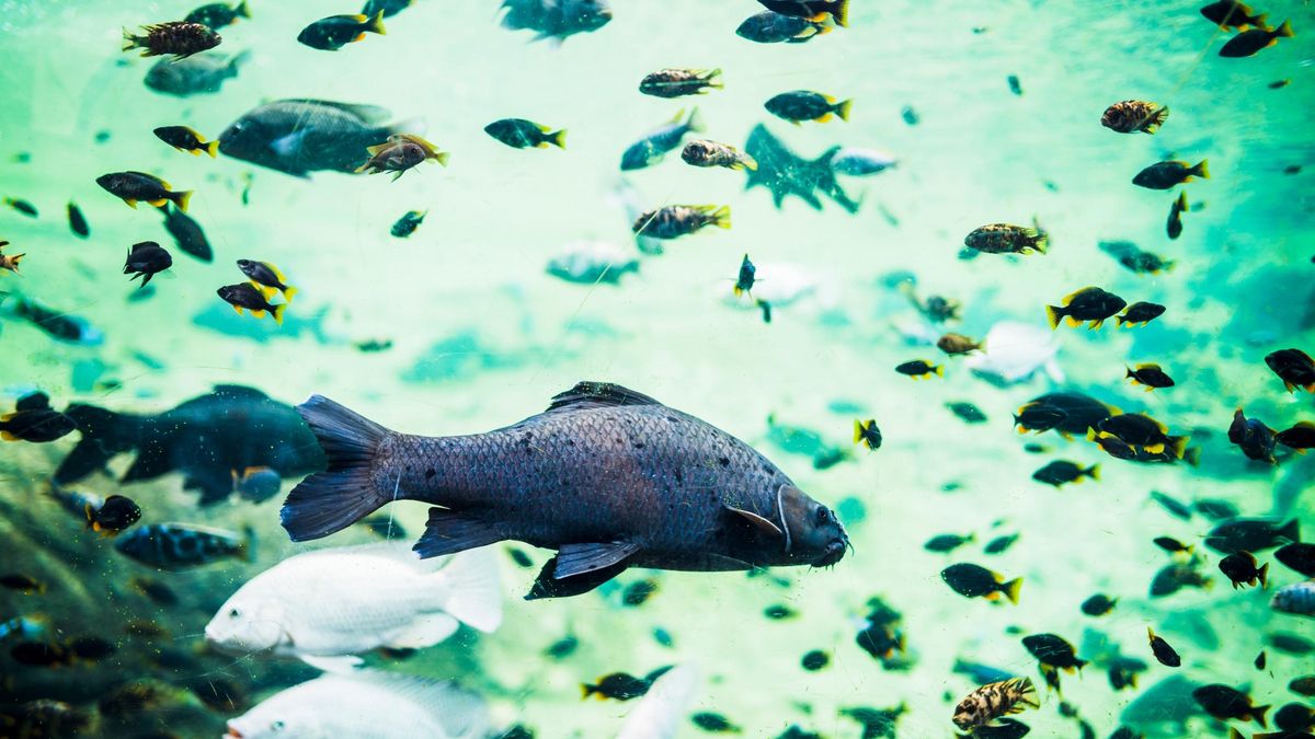 Peces para acabar con los mosquitos que transmiten enfermedades