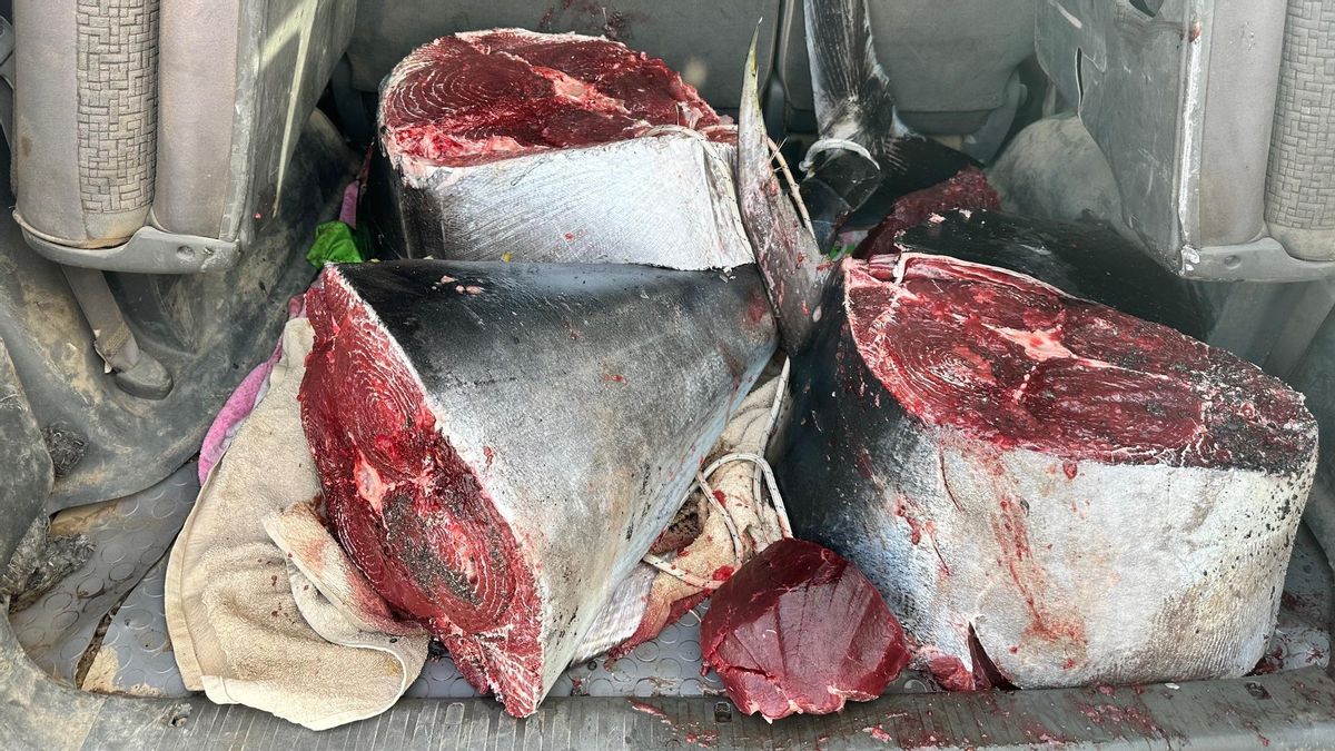 La Guardia Civil investiga la captura ilegal de un ejemplar de atún rojo de más de 100 kilos en Fuerteventura