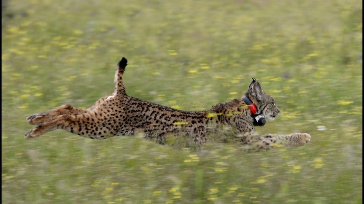 Muere en Vilches (Jaén) el noveno lince ibérico atropellado en las carreteras andaluzas en 2017