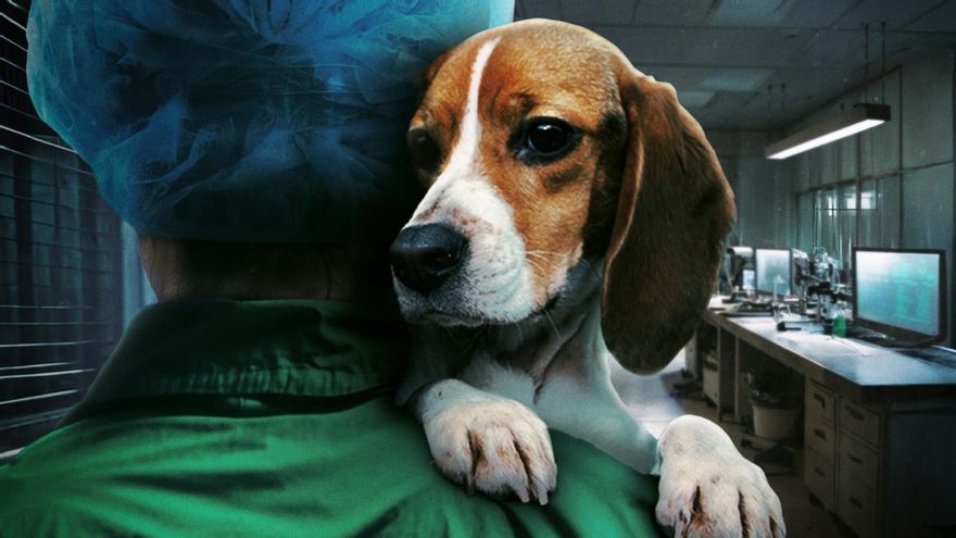 Infiltrada en el laboratorio animal: la activista que destapó el caso Vivotecnia vive aislada y ha perdido su identidad