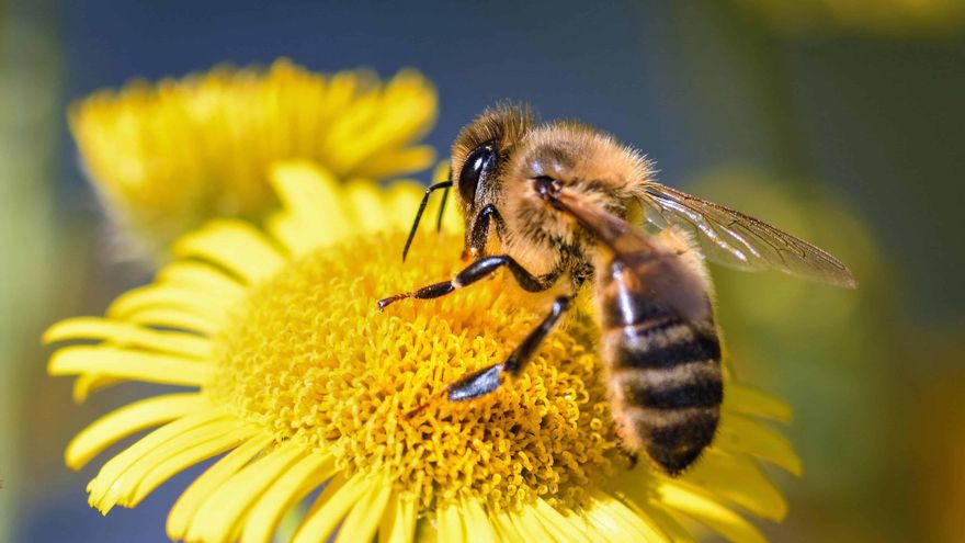 España lleva cinco años usando insecticidas 'mata-abejas' prohibidos en Europa