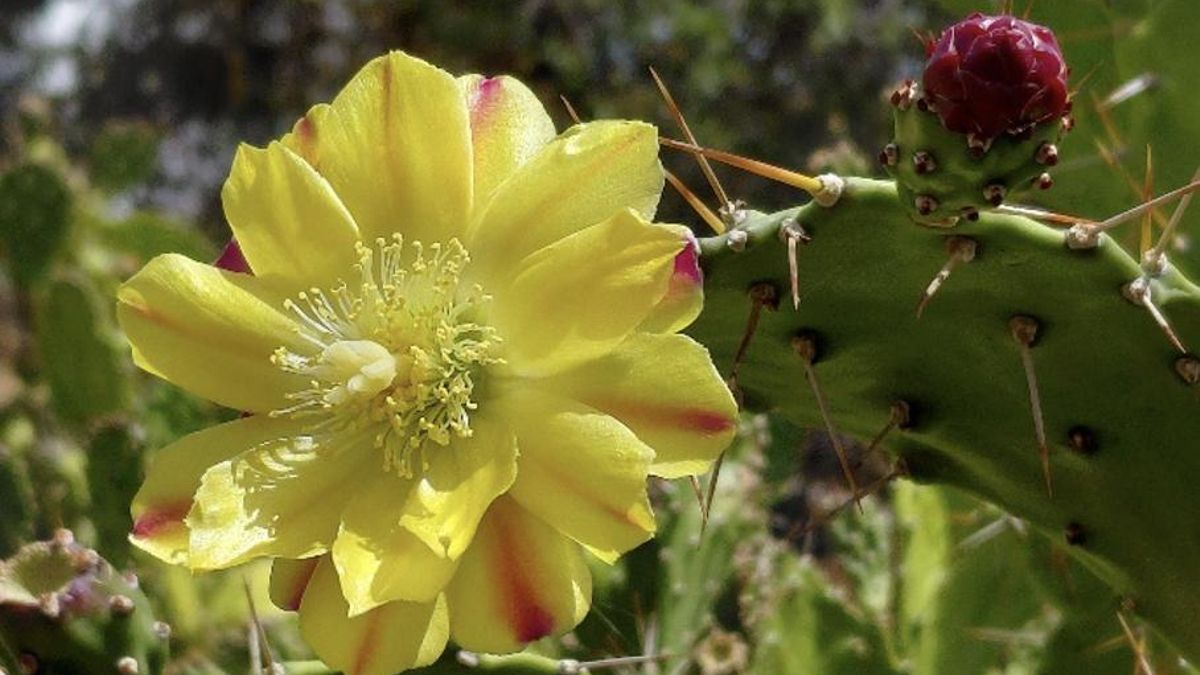 La urumbeba o penca tupí (Opuntia monacantha / Cactaceae)