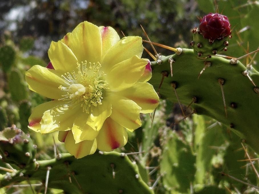 Ejemplar de la exótica 'penca tupí asilvestrado en El Pinar de El Hierro. Foto: PLPP
