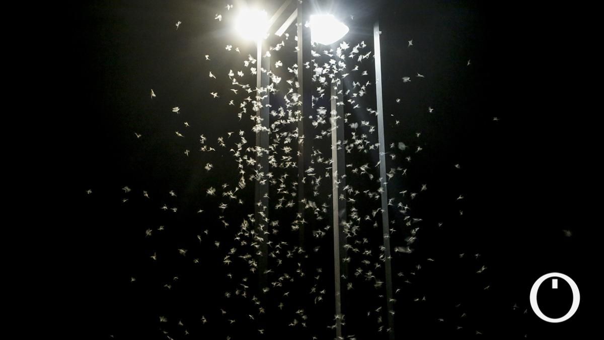 Efímeras: los insectos que eclosionan por cientos a la vez y son un bioindicador del estado del Guadalquivir