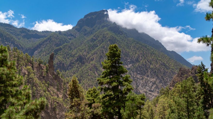 Los bosques de los parques nacionales españoles están peor que nunca