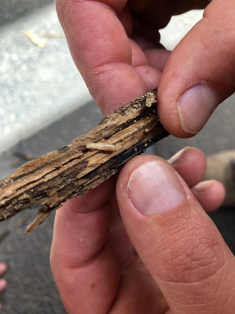 La 'Reticulitermes flavipes', más conocida como termita subterránea invasora, ya se encuentra catalogada como especie exótica invasora en el Catálogo Español de Especies Exóticas Invasoras