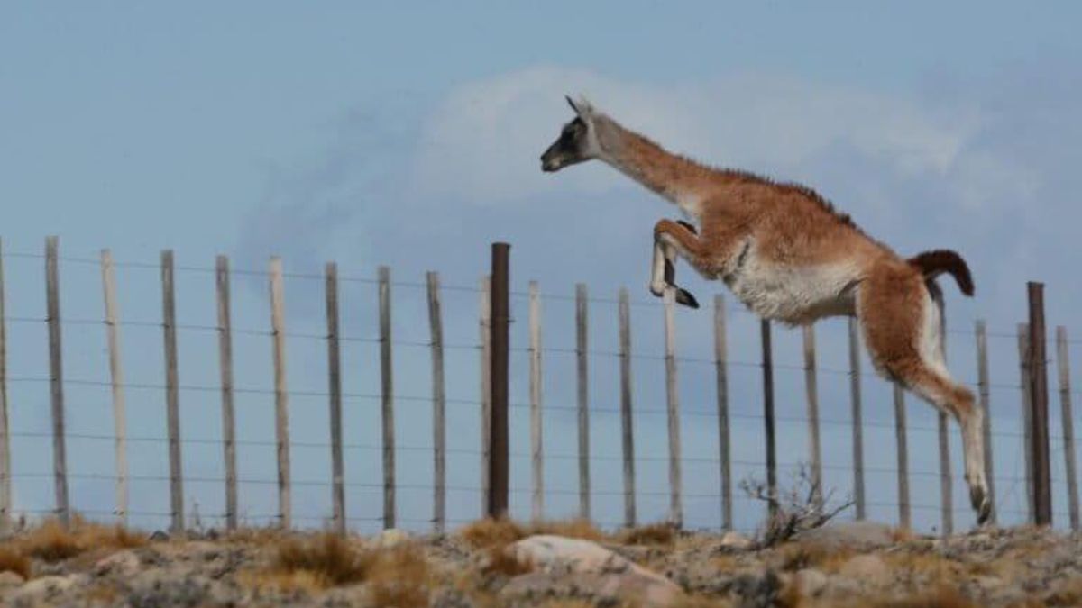 En la Patagonia, la habilidad de los guanacos para saltar las alambradas que dividen los campos les otorga una ventaja considerable en la competencia con las ovejas para obtener mejores pastos con los que alimentarse. Foto: Pablo Díaz