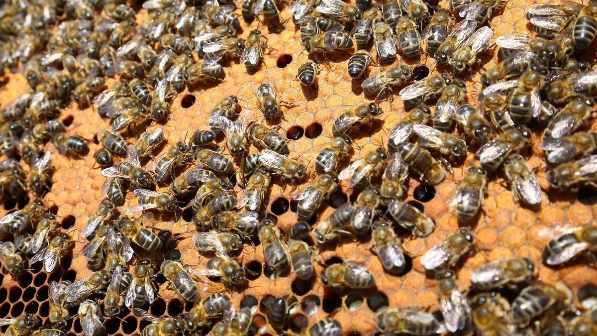 Imagen de archivo de panales de abejas en El Bierzo.