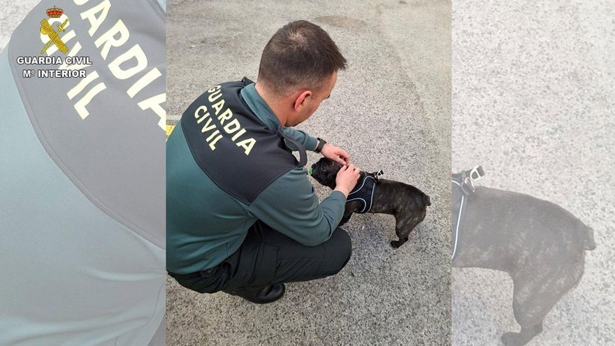 La Guardia Civil desarticula en Ciudad Real una tienda que vendía cachorros de perro de forma "fraudulenta"
