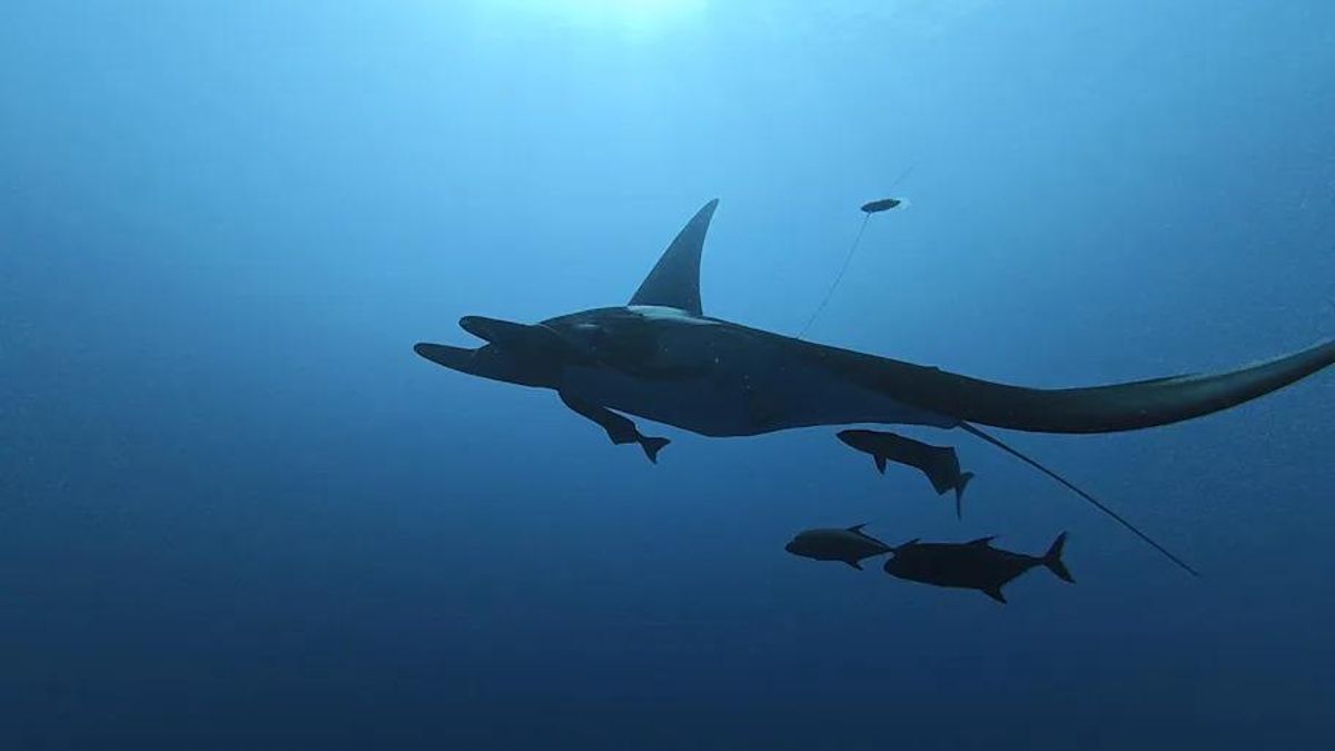 Manta raya joven equipada con etiqueta de satélite