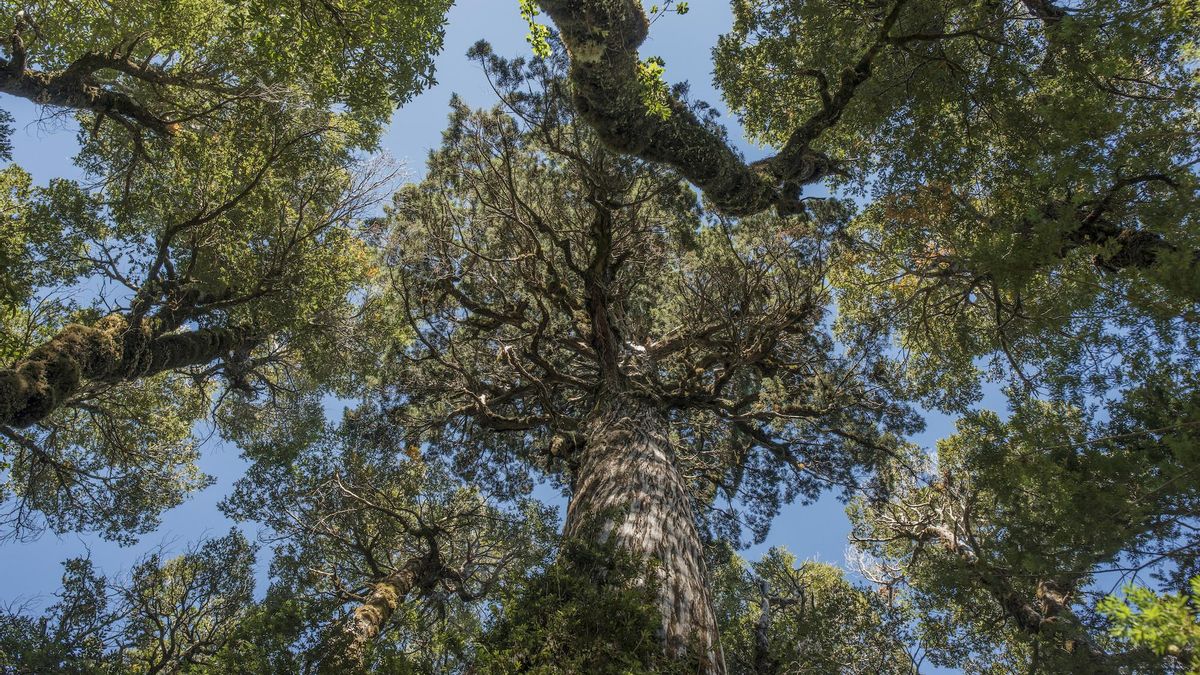 ESTUDIO | Alerces y hongos: los árboles más viejos de Chile son clave en la mitigación del cambio climático