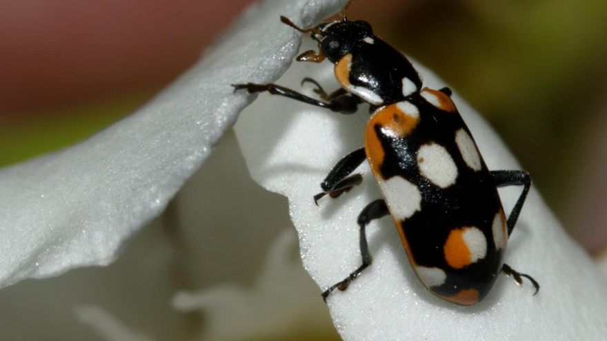Un mapa creado con ciencia ciudadana busca proteger a las vaquitas de San Antonio