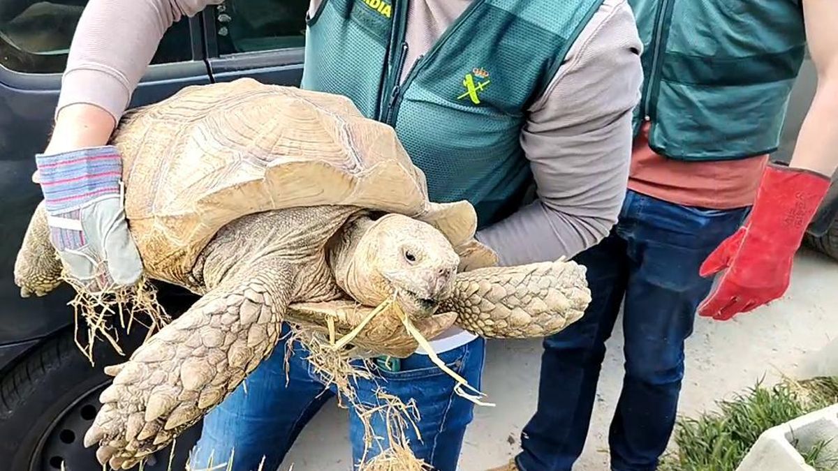 La Guardia Civil recupera en Córdoba una tortuga de 35 kilos de una especie protegida