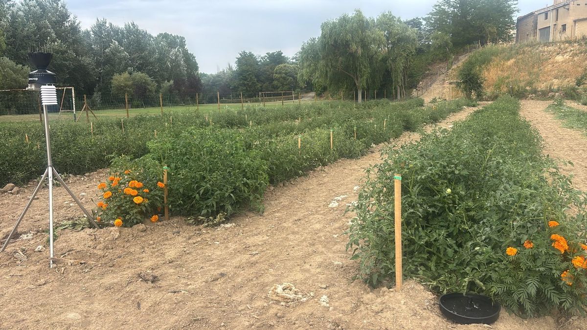 Huerta de Retorno Tirón en Tirgo (La Rioja)
