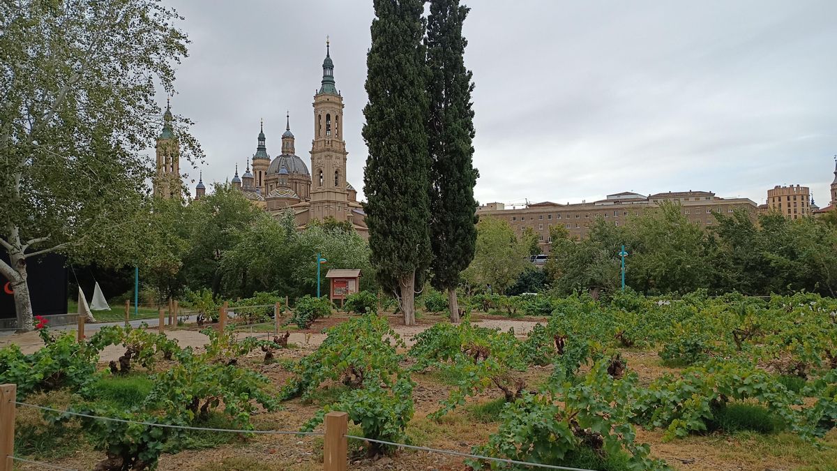 “Todavía no hemos visto un solo turista que vaya a verlo”: el viñedo sin uvas en el Jardín de la Garnacha de Natalia Chueca